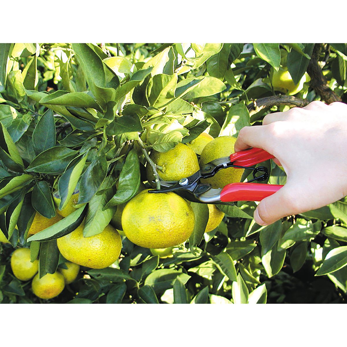 ARS Frukt- og grønnsakssaks, kurvet skjær, non-slip, 160mm